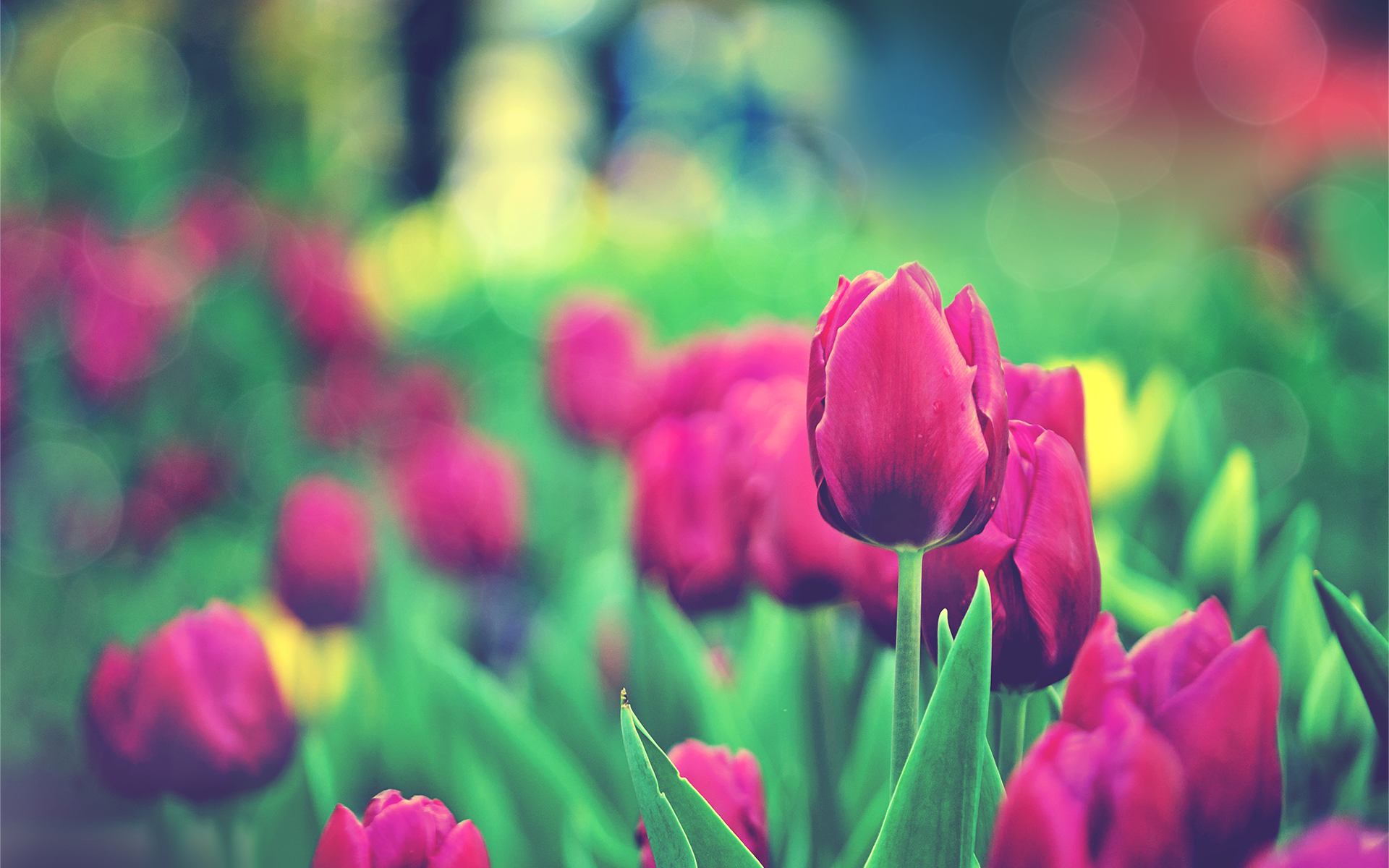 Tulips Garden54425315